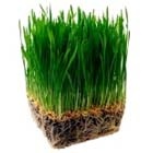 wheat_grass_small1_140